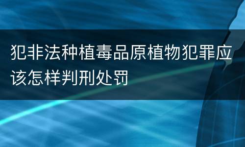 犯非法种植毒品原植物犯罪应该怎样判刑处罚