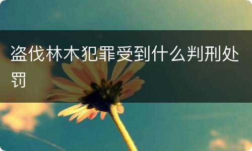 盗伐林木犯罪受到什么判刑处罚