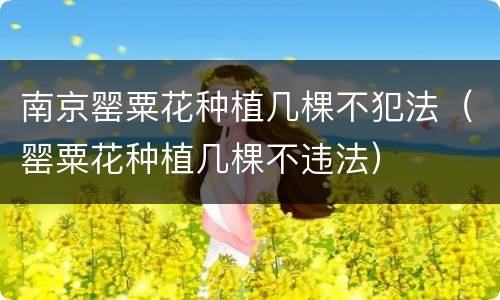 南京罂粟花种植几棵不犯法（罂粟花种植几棵不违法）