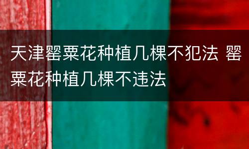 天津罂粟花种植几棵不犯法 罂粟花种植几棵不违法