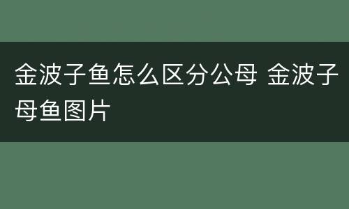 金波子鱼怎么区分公母 金波子母鱼图片