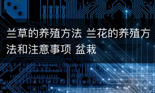 兰草的养殖方法 兰花的养殖方法和注意事项 盆栽
