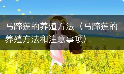 马蹄莲的养殖方法（马蹄莲的养殖方法和注意事项）