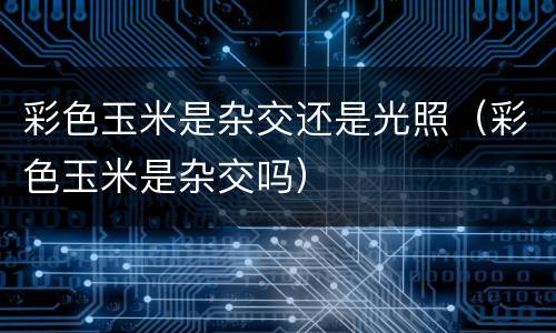 彩色玉米是杂交还是光照（彩色玉米是杂交吗）