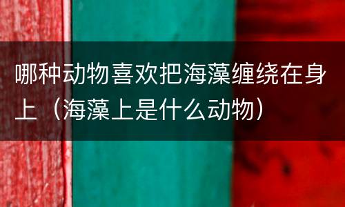 哪种动物喜欢把海藻缠绕在身上（海藻上是什么动物）